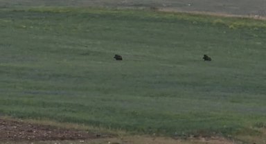 Aç kalan iki domuz Murat Kanyonu'nda görüntülendi