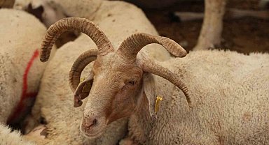 Adana'da 4 boynuzlu koçlar kurban pazarlarının gözdesi oldu