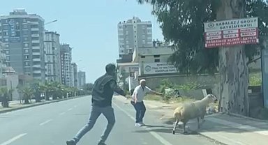 Adana'da kaçan koyun ve keçiler sahiplerini peşlerinden koşturdu