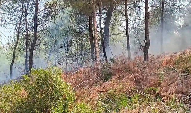 Adana'da orman yangını kontrol altına alındı