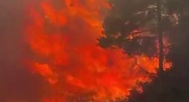 Adana'da orman yangını