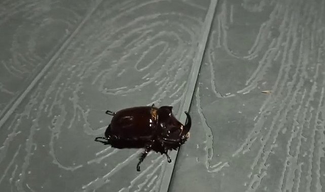 Adıyaman'da Gergedan böceği görüldü