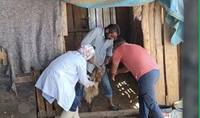 Adıyaman'da zoonoz hastalıklarla mücadele kararlılıkla sürüyor