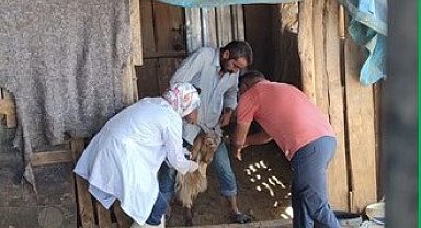 Adıyaman'da zoonoz hastalıklarla mücadele kararlılıkla sürüyor
