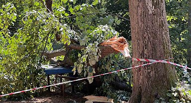 Ağacın altında birinin kaldığını düşünen vatandaşların panik anı kamerada