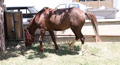 Ahırdan kaçan at ekiplere zor anlar yaşattı
