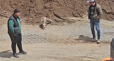 Ahlat'ta tilki, pomza ocağının müdavimi oldu: Her gün işçilerin sofrasına konuk oluyor