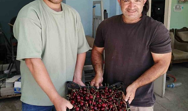 Akşehir'de ilk kiraz hasat edildi