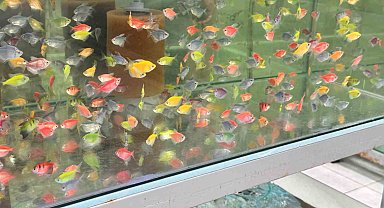 Akvaryum merakı artıyor, bilinçsiz kurulum balıkları tehdit ediyor