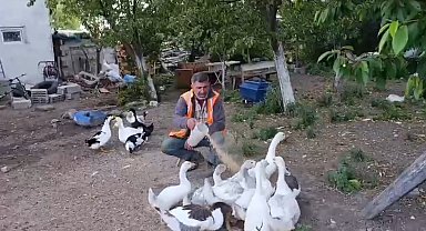 Akyaka'da bir vatandaş kazlarını özenle besliyor