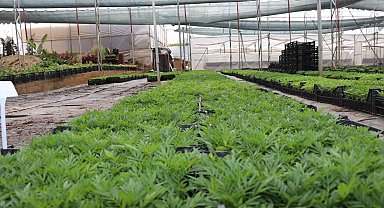 Alanya Belediyesi arife günü mezarlıklarda çiçek dağıtacak