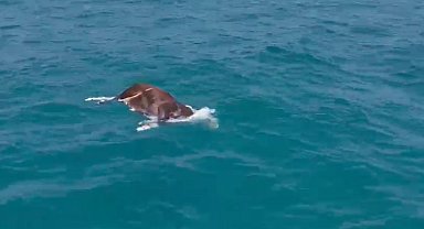 Alanya'da denizde ölü inek bulundu