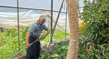 Alanya'da papaya hasadı başladı, kilosu 100 liraya kadar alıcı buluyor