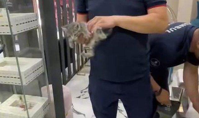 Alçıpan arasında mahsur kalan yavru kedileri itfaiye kurtardı