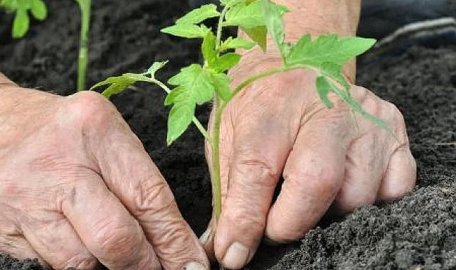 Alzheimer'da bahçeyle uğraşmak hastalığı yavaşlatabilir