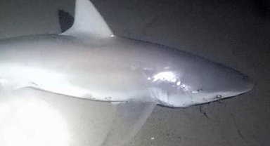 Amatör oltacı kıyıdan 2 köpek balığı yakaladı: Heyecanlı anlar kamerada