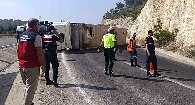 Angus yüklü tır devrildi, kaçan hayvanlar yakalandı