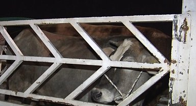 Ankara'da kurban pazarında gece mesaisi