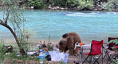 Anne ayı ve yavruları piknik sofrasına konuk oldu