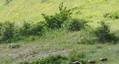 Anne boz ayı ve 2 yavrusu, yiyecek ararken görüntülendi