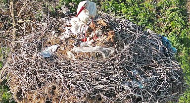 Anne leylek yavrularının başından bir an olsun ayrılmadı