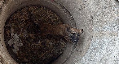 Antakya'da kuyuya düşen köpeği itfaiye kurtardı