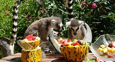 Antalya'da sıcaktan etkilenen hayvanlara buzlu meyve kokteyli