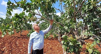 Antep fıstığı rekoltesinde yüzde 50 düşüş bekleniyor