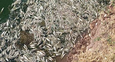 Araban Karasu Çayı'ndaki balık ölümleriyle ilgili inceleme başlatıldı