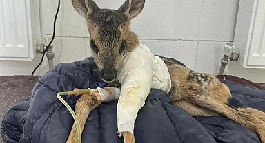 Aracın çarptığı karaca tedavi altına alındı