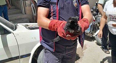 Aracın motoruna giren yavru kediyi itfaiye kurtardı