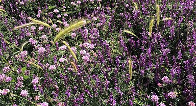 Arapgir kırsalında renk cümbüşü