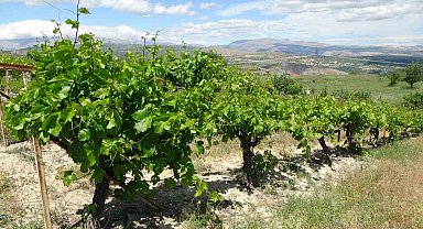 Arapgir'de bağlardan üzüm değil, yaprak toplanıyor