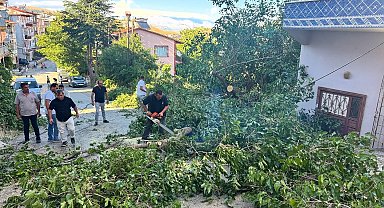 Arapgir'de fırtına ağaçları devirdi