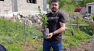 Ardahan'da bir ilk; Çay kökleri toprakla buluştu