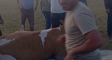 Arin Gölü'nde çamura saplanan inek kurtarıldı