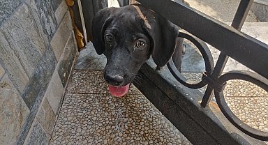 Arsuz'da kafasını korkuluğa sıkıştıran köpeği itfaiye kurtardı