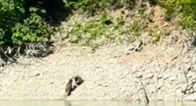 Artvin'de iki ayı önce serinledi, sonra nehir kıyısında kavga etti