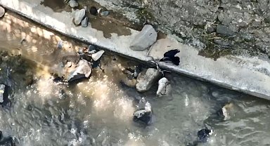 Artvin'de karganın yılana saldırdığı anlar kameraya yansıdı