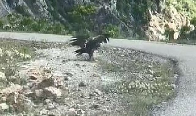 Artvin'de kartal yılan avlarken görüntülendi
