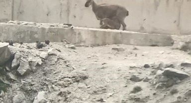 Artvin'de yol ortasında yavrularını emziren dağ keçisi cep telefonu kameralarına yakalandı