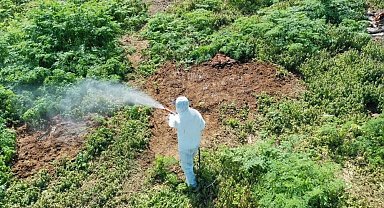 Aşırı sıcaklarda çıkan haşerelere karşı uzmanı uyardı