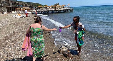 Assos sahilinde ölü caretta caretta bulundu