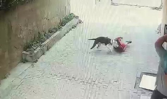 Ataşehir'de pitbull cinsi köpeğin çocuğa saldırdığı anlar kamerada