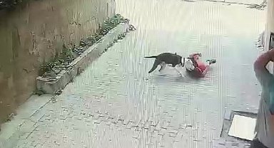Ataşehir'de pitbull cinsi köpeğin çocuğa saldırdığı anlar kamerada