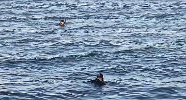 Avcılar'da denizde ceset ihbarı asılsız çıktı