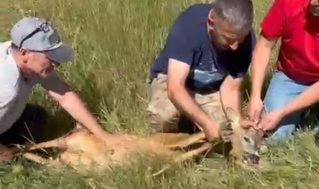 Ayağı kırık karacaya şefkat