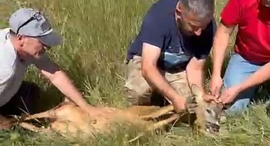 Ayağı kırık karacaya şefkat