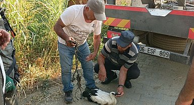 Ayağına ip dolanan leyleği vatandaşların dikkati kurtardı