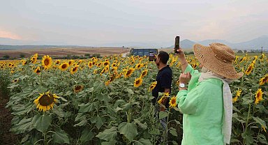 Ayçiçek tarlaları özçekim alanına dönüştü